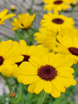 Argyranthemum Beauty Yellow
