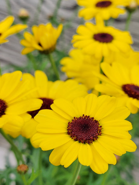 Argyranthemum Beauty Yellow
