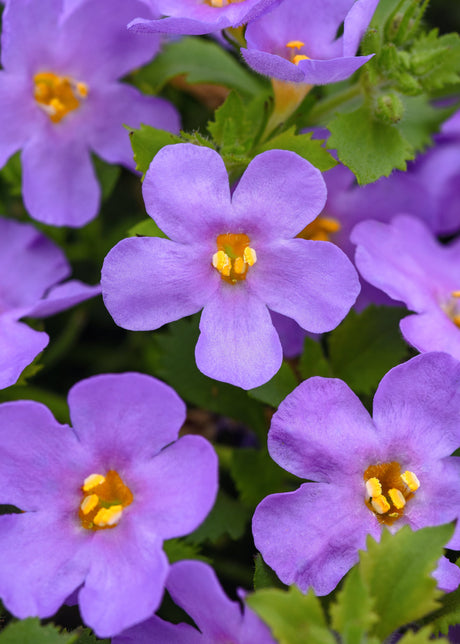 a picture of bacopa flowers