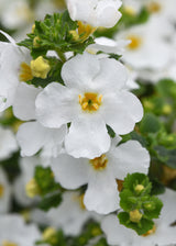 Close-up of white flowers with green leaves and yellow centers.