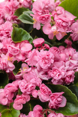 Begonia Double Up
