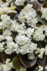 Begonia Double Up