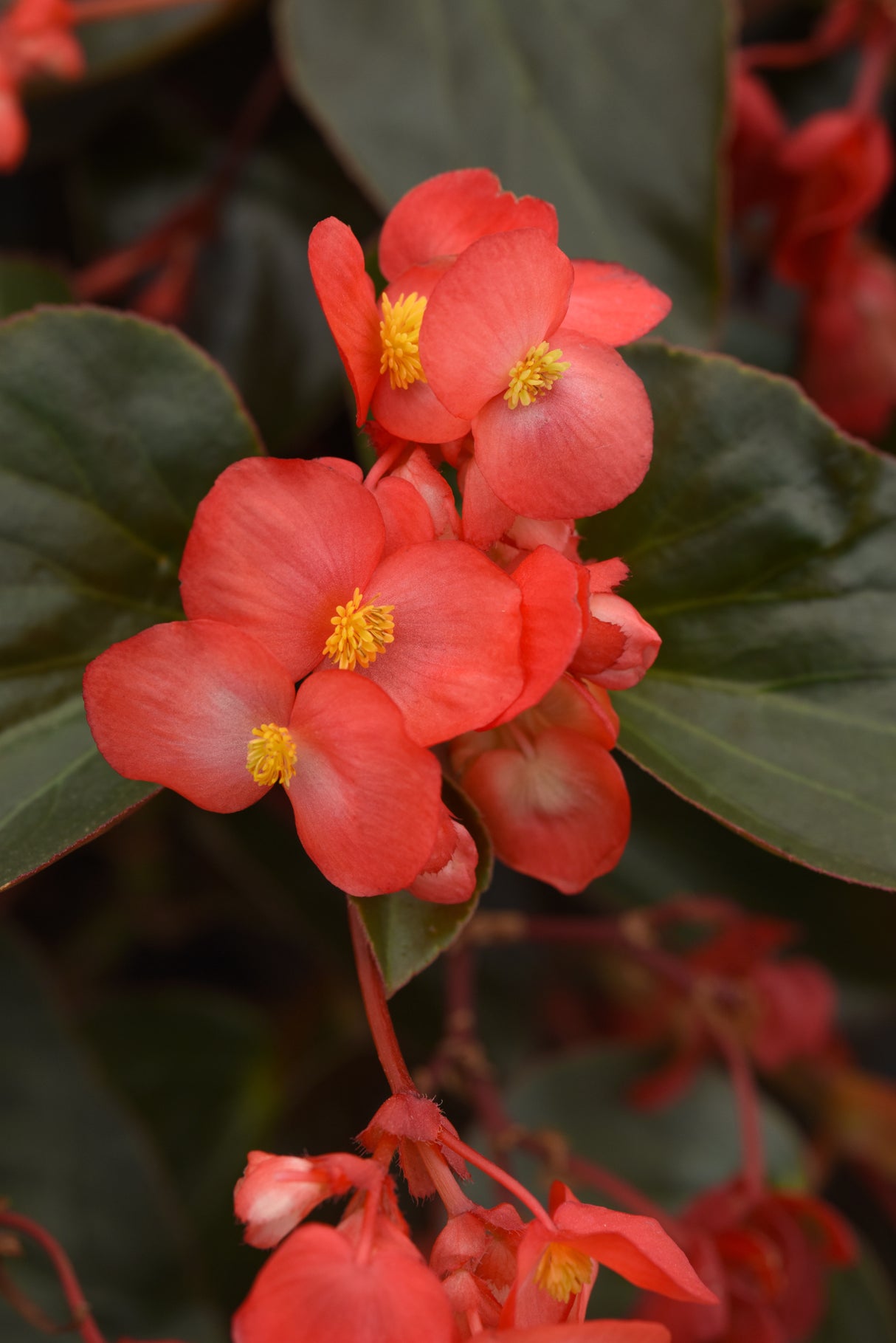 Dragon Wing® Begonia