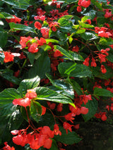 Dragon Wing® Begonia