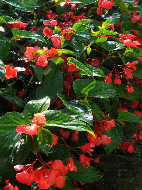 Dragon Wing® Begonia