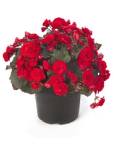 Begonia Solenia®