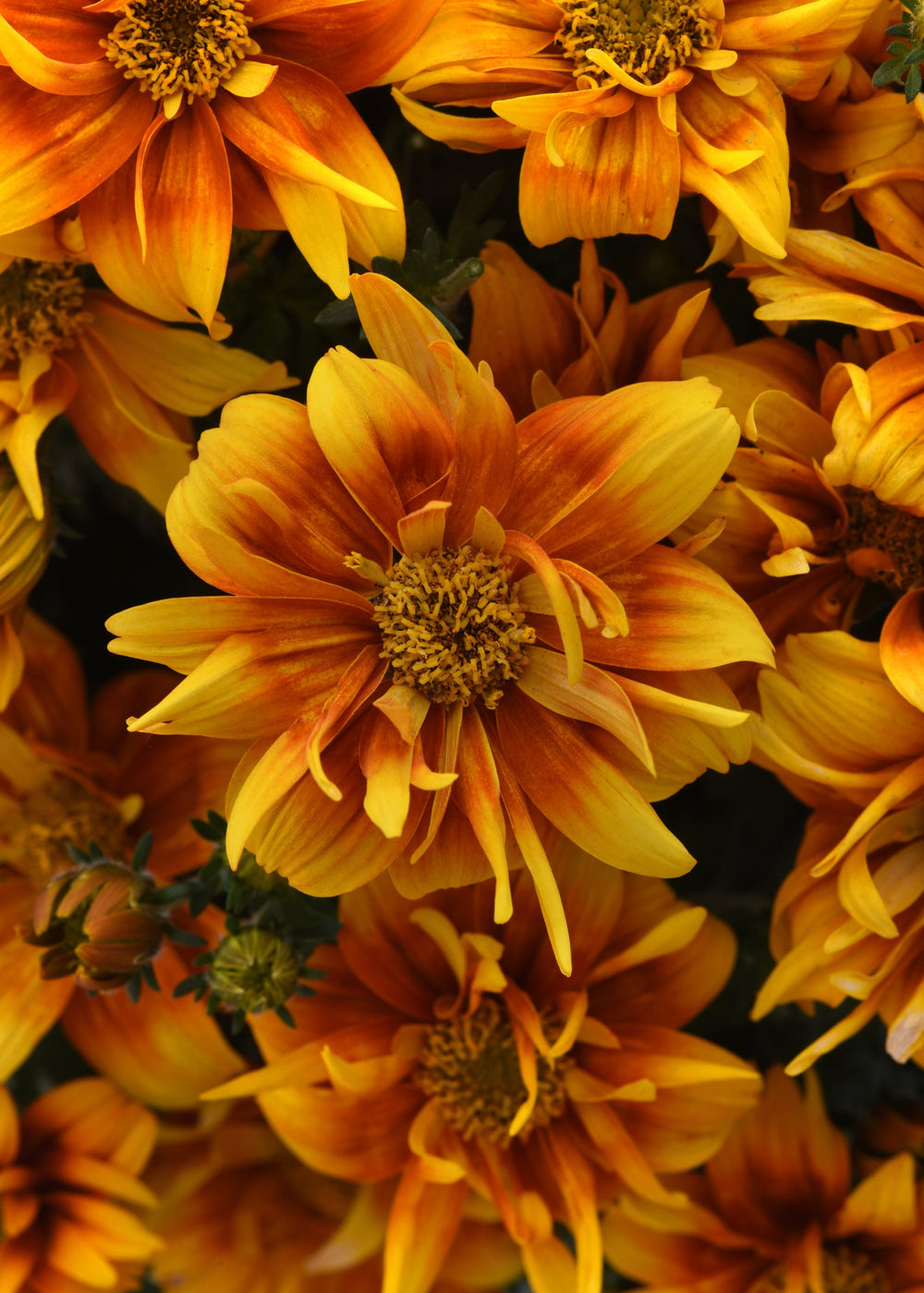 Bidens Bee Alive Double Orange