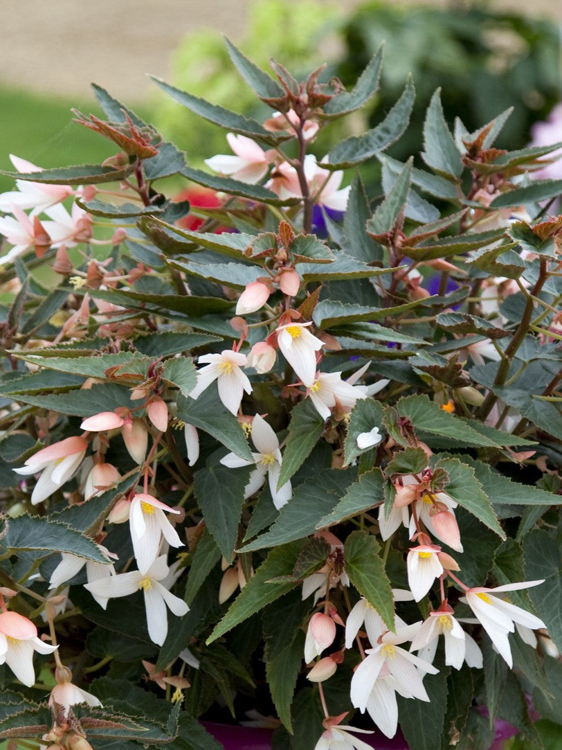 Begonia Tuberous Bossa Nova