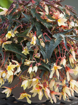 Begonia Tuberous Bossa Nova