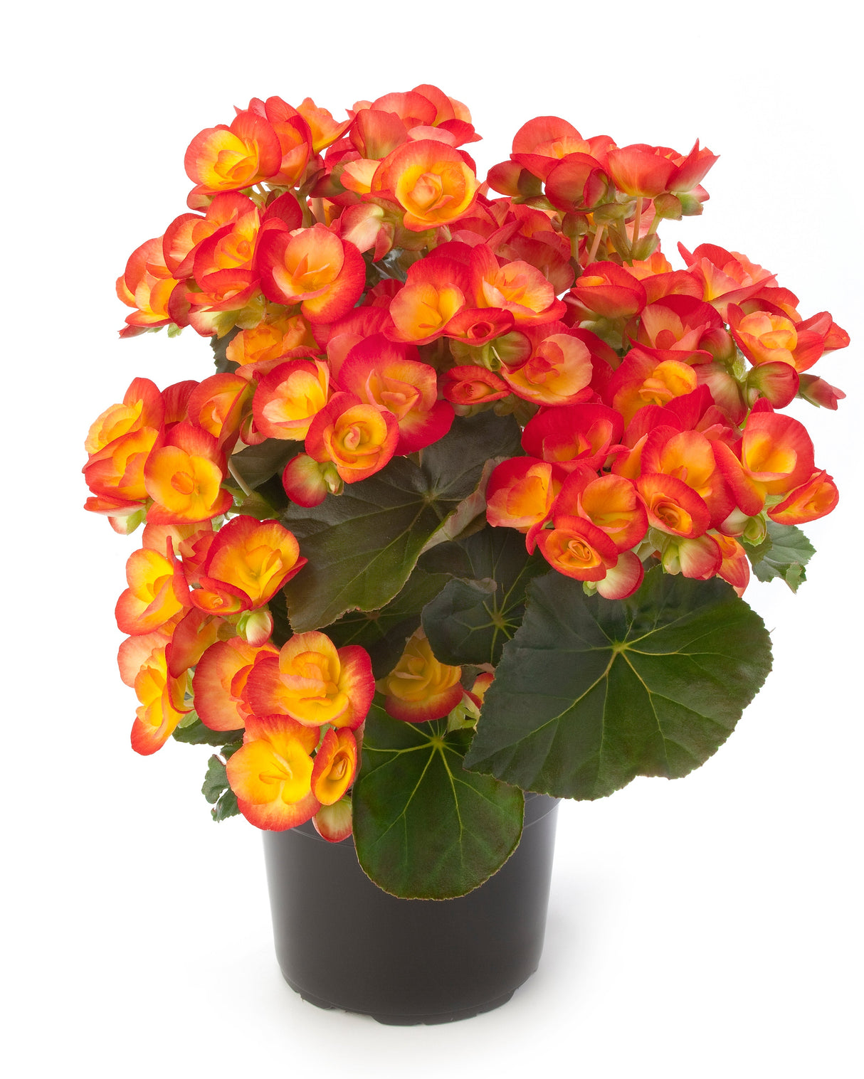 Begonia x Hybrida Carneval