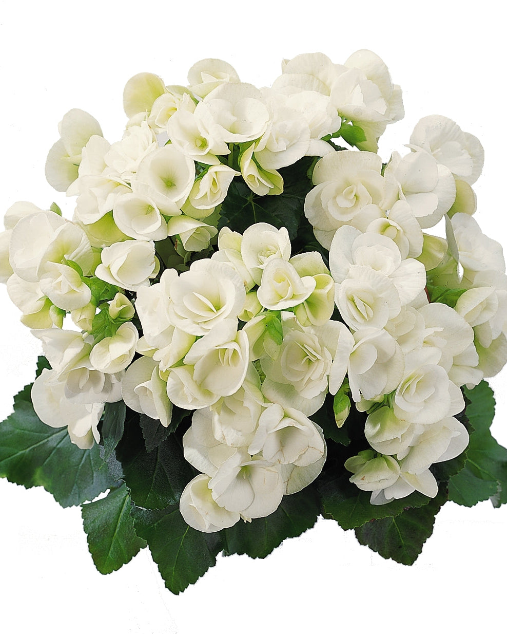 Begonia x Hybrida Clara