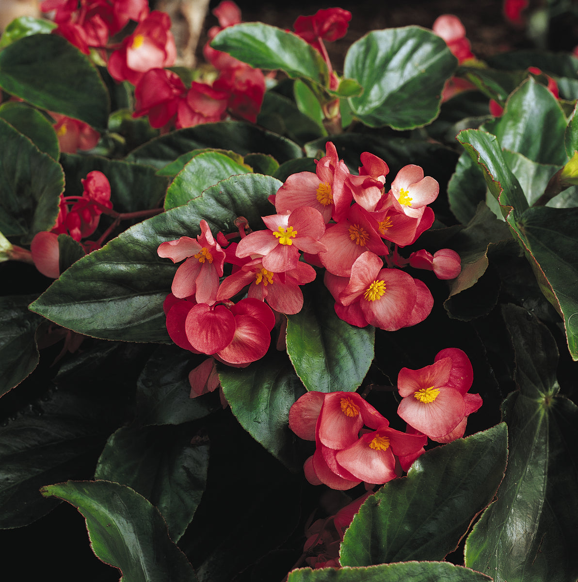Dragon Wing® Begonia