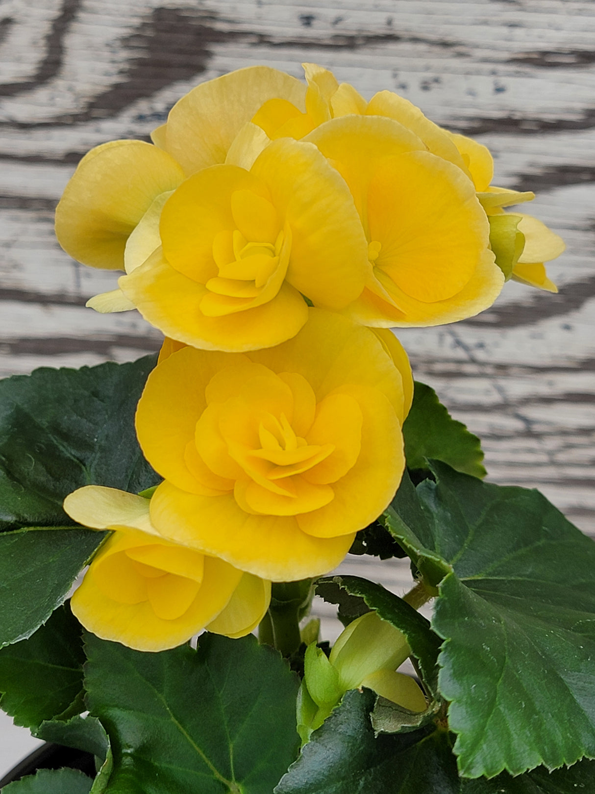 Begonia Nadine