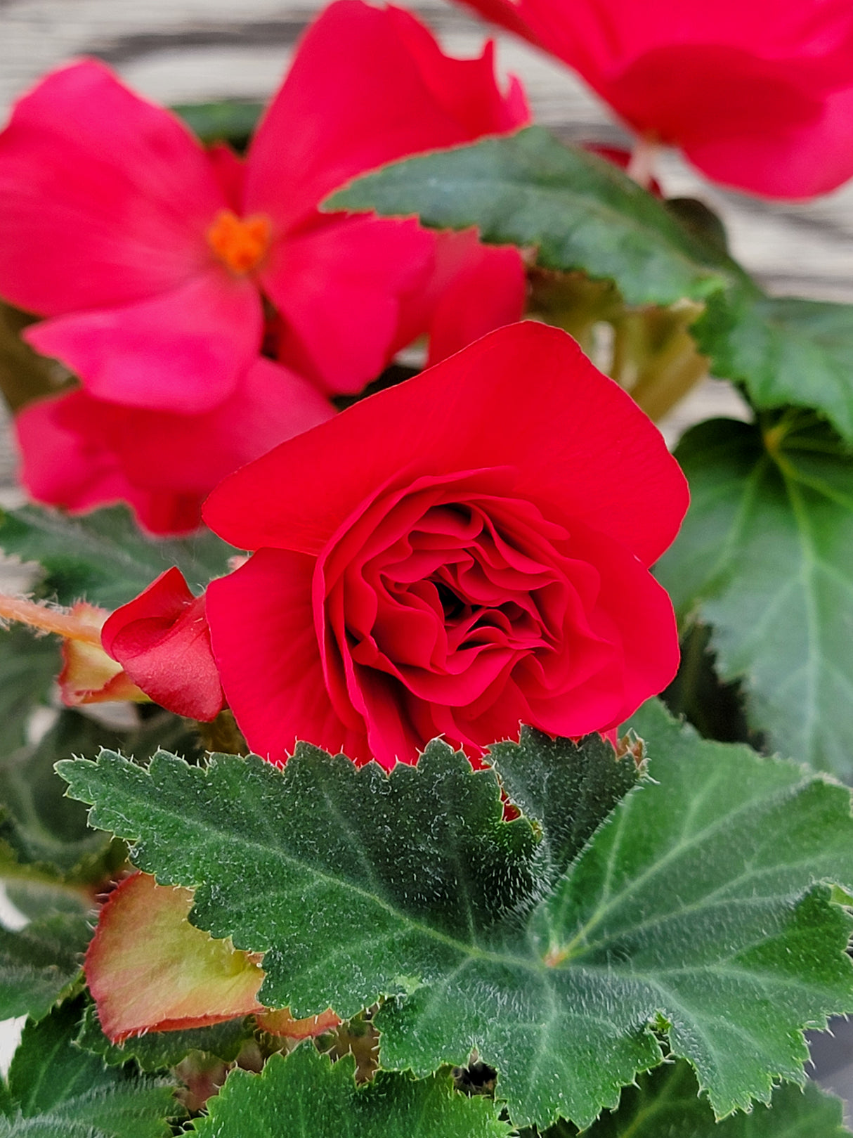 Begonia Tuberous Nonstop®