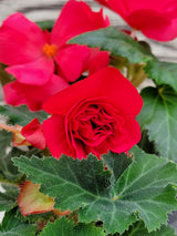 Begonia Tuberous Nonstop®