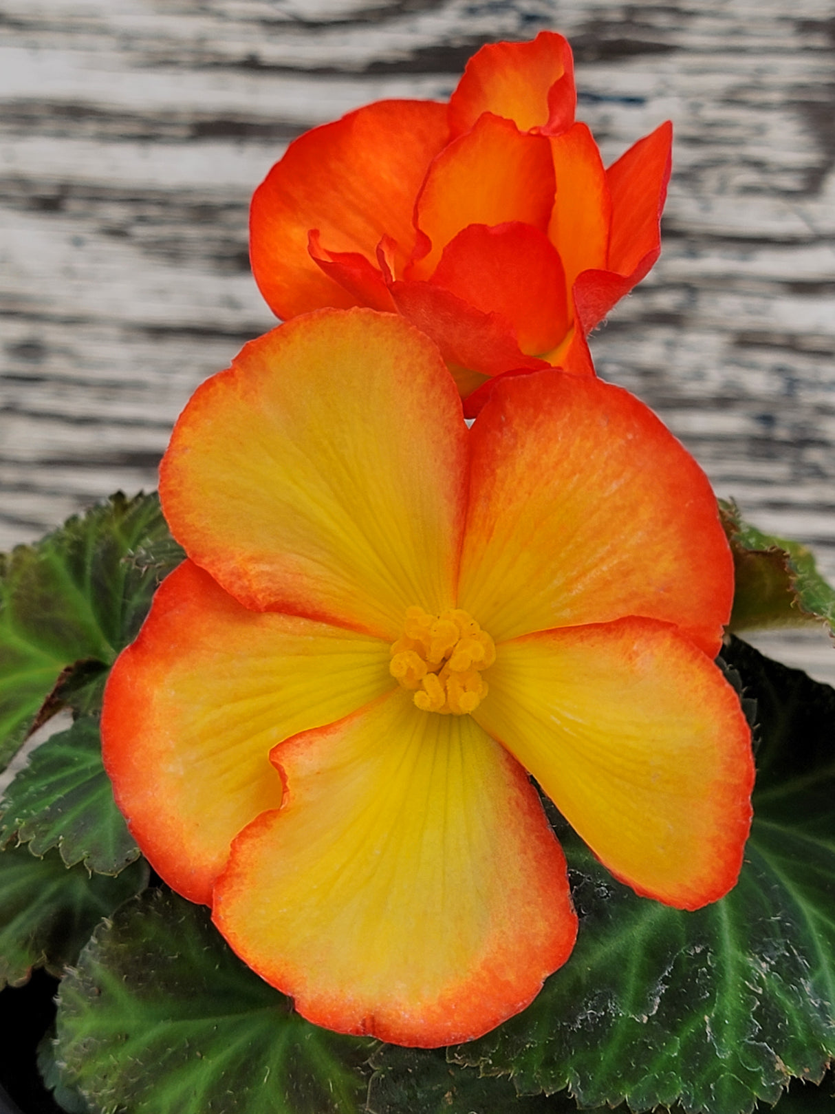 Begonia Tuberous Nonstop® Fire