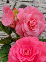 Begonia Tuberous Nonstop®
