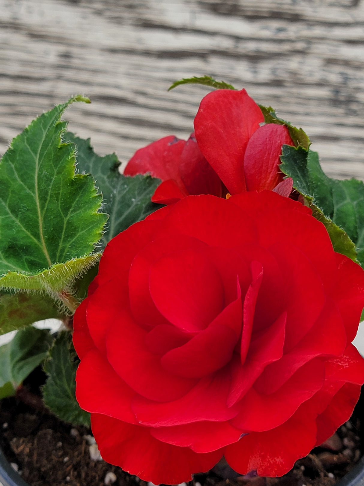 Begonia Tuberous Nonstop®