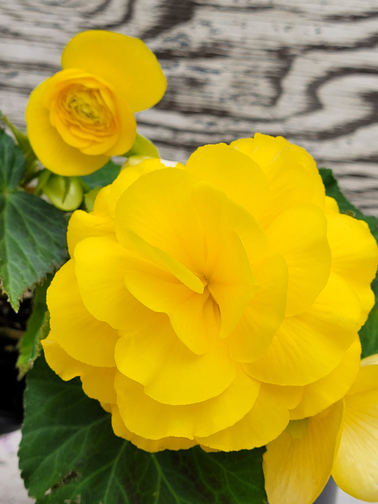 Begonia Tuberous Nonstop®