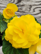 Begonia Tuberous Nonstop®