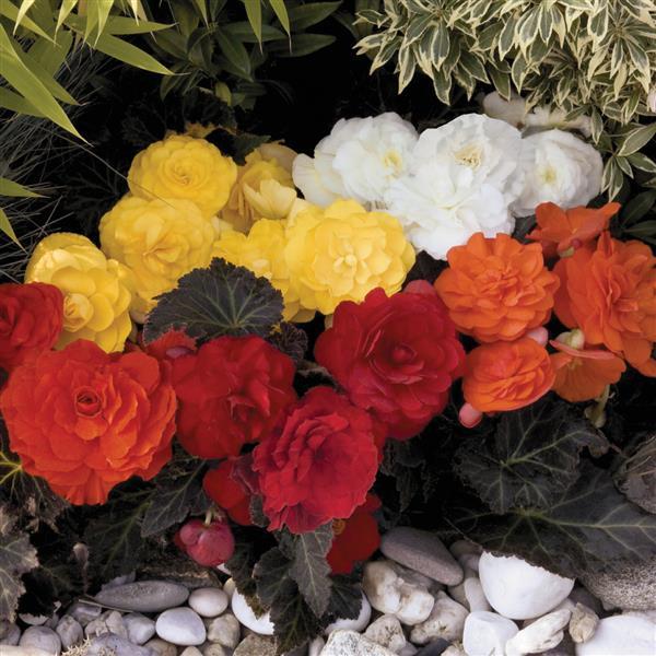 Begonia Tuberous Nonstop® Mocca Mix