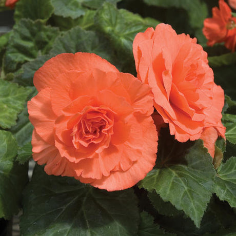 Begonia Tuberous Nonstop®