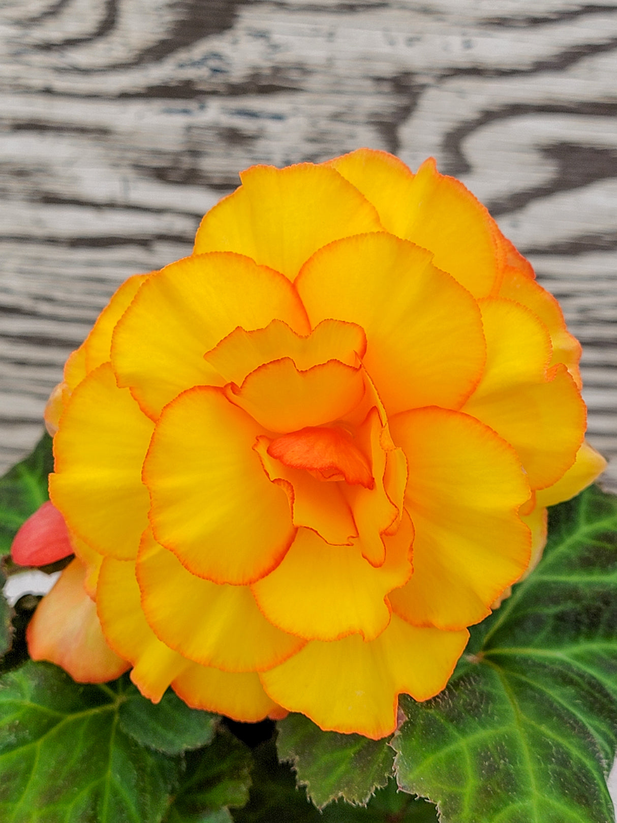Begonia Tuberous On Top® Sunset Shades