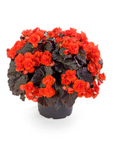 Begonia Solenia®