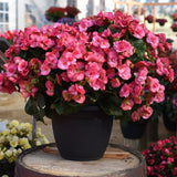Begonia Solenia®