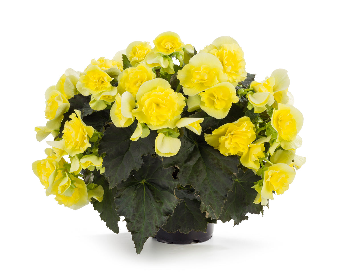 Begonia Solenia®