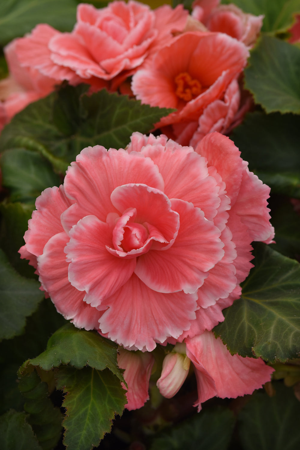 Begonia AmeriHybrid® Picotee