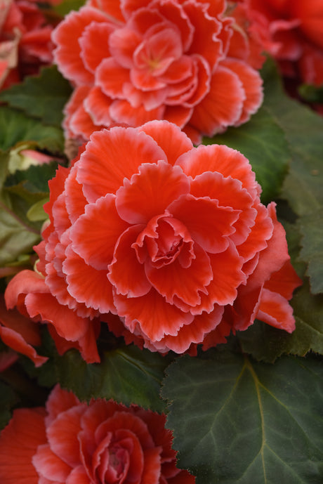 Begonia AmeriHybrid® Picotee