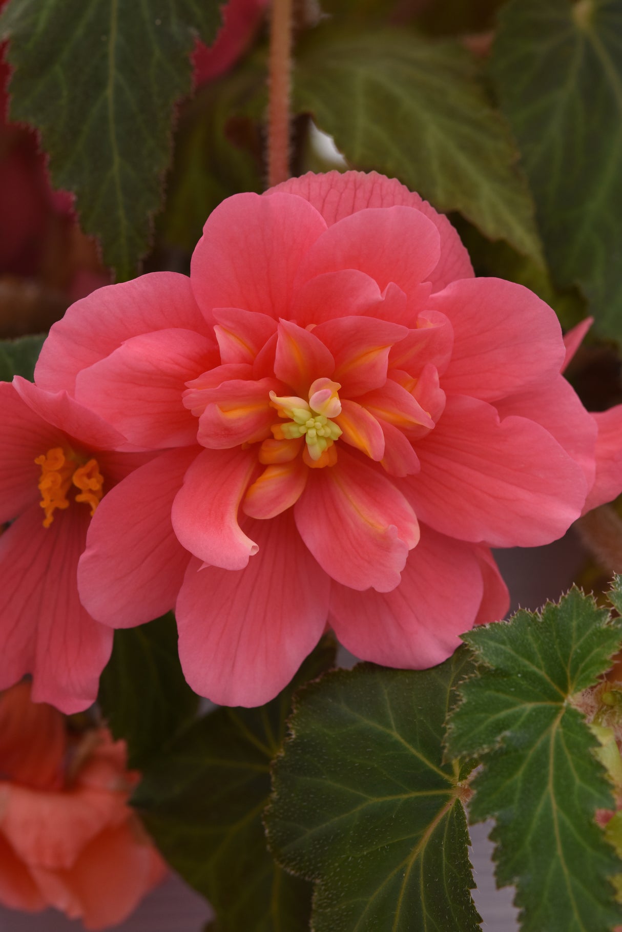 Tuberous Begonia Sun Dancer™