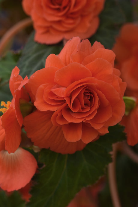 Tuberous Begonia Sun Dancer™