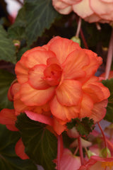 Tuberous Begonia Sun Dancer™