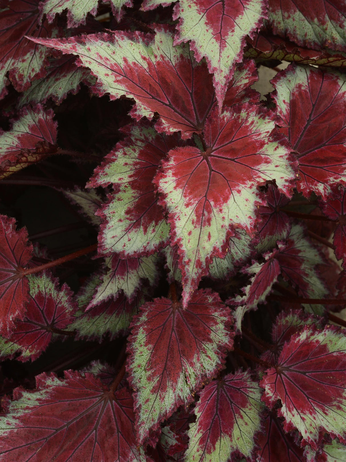 Begonia Jurassic Jr.™ Red Splash Rex
