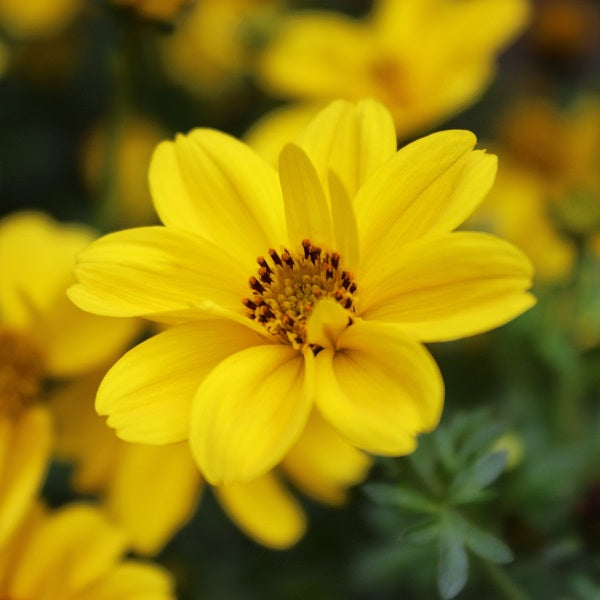 Bidens Giant Sun Francisco