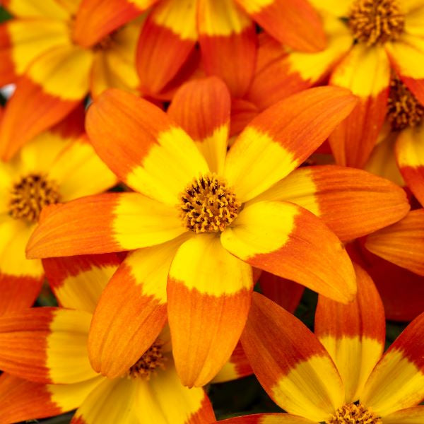 Bidens Stellar Orange Ring