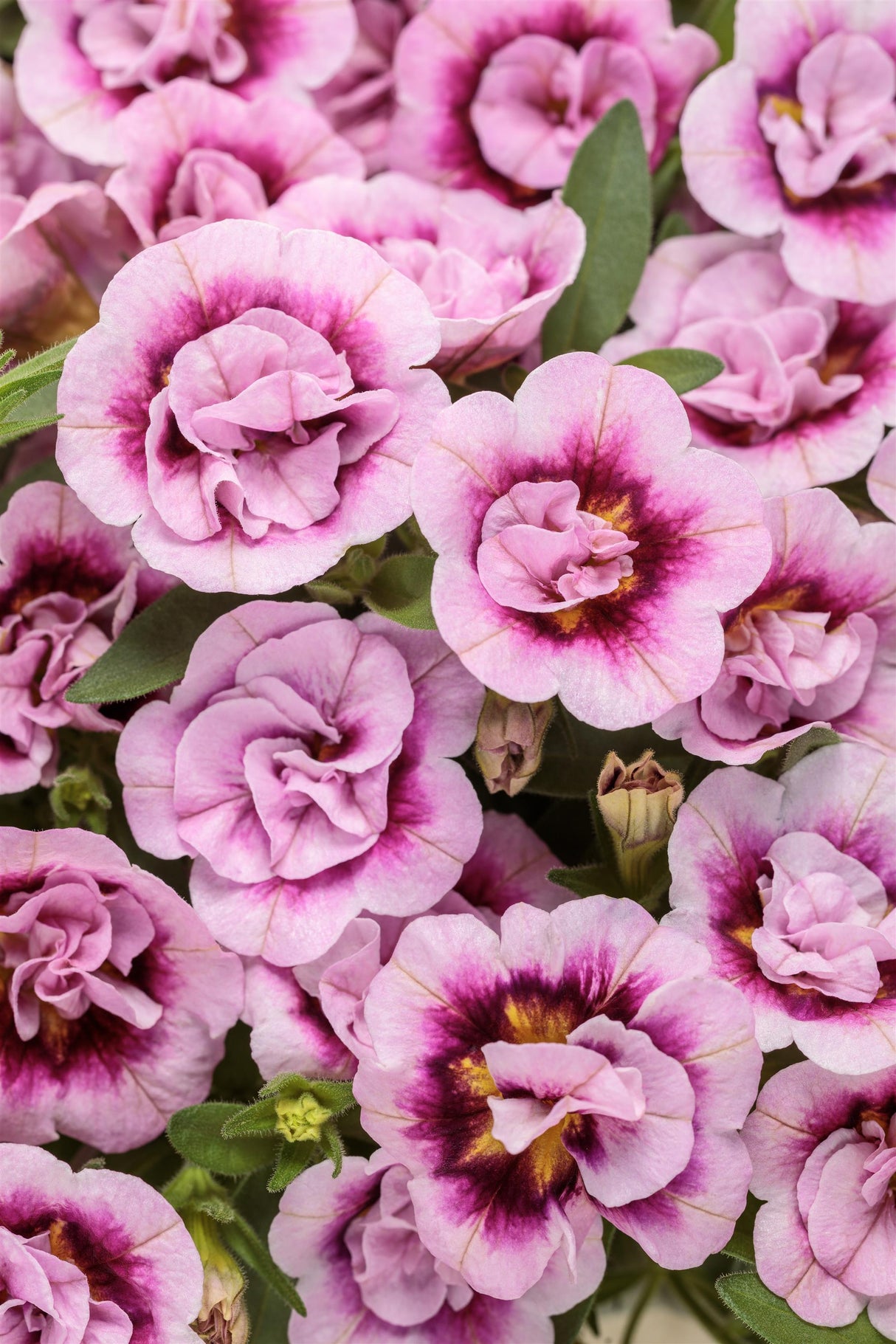 Calibrachoa Superbells® Double