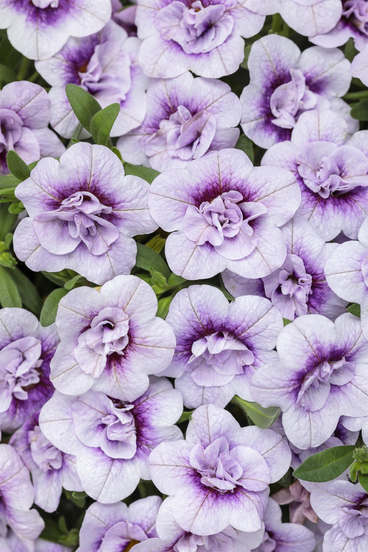 Calibrachoa Superbells® Double