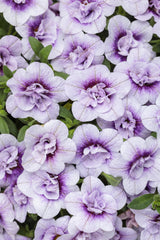 Calibrachoa Superbells® Double