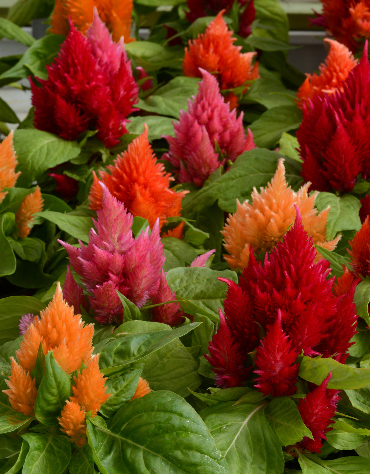 Celosia Ice Cream Mix