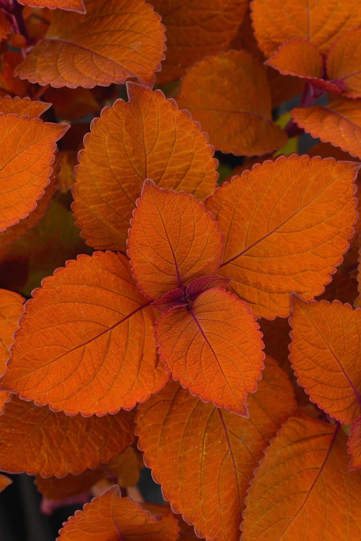 Coleus ChargedUp™ Campfire