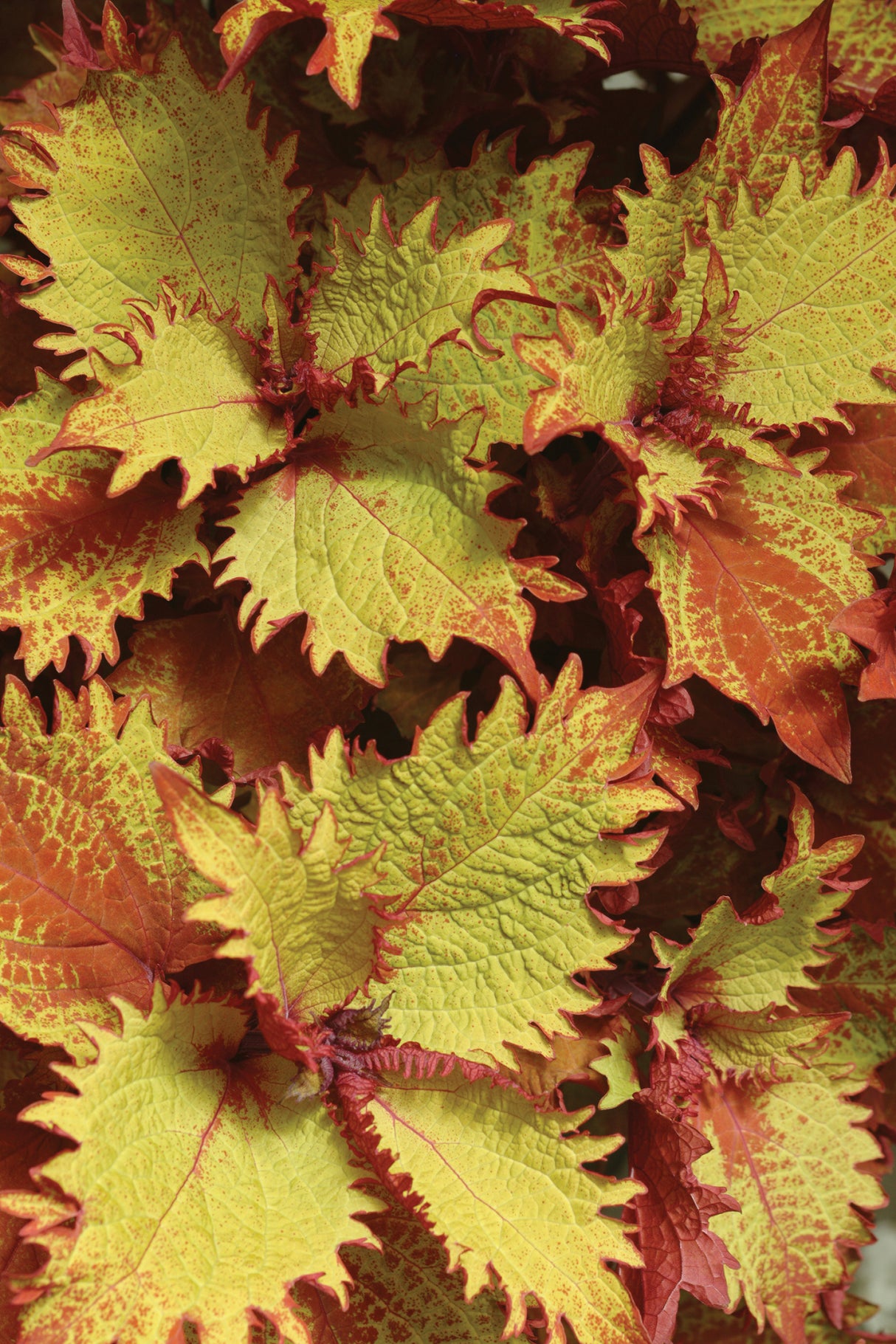 Coleus ChargedUp™ Henna