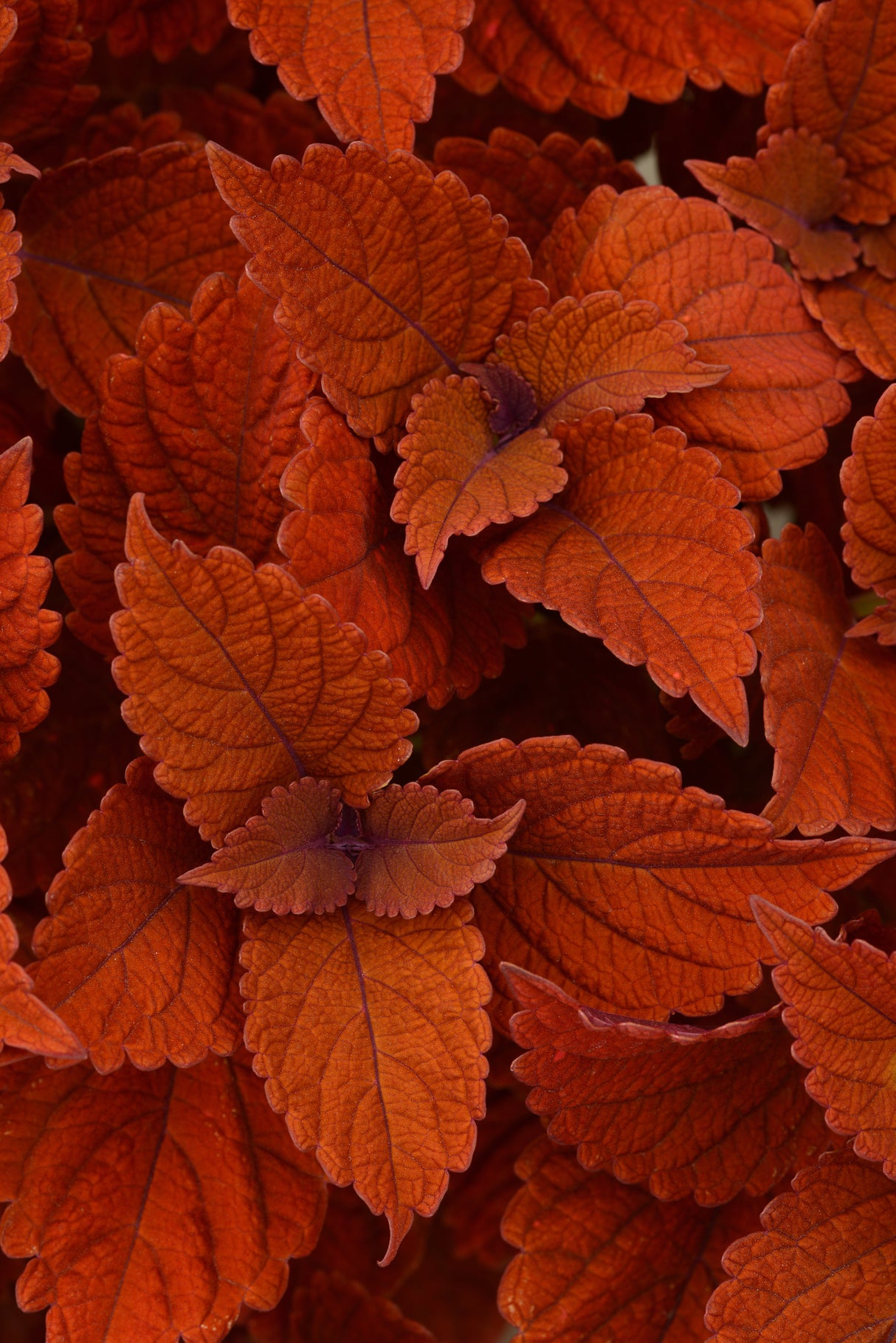 Coleus ChargedUp™ Inferno