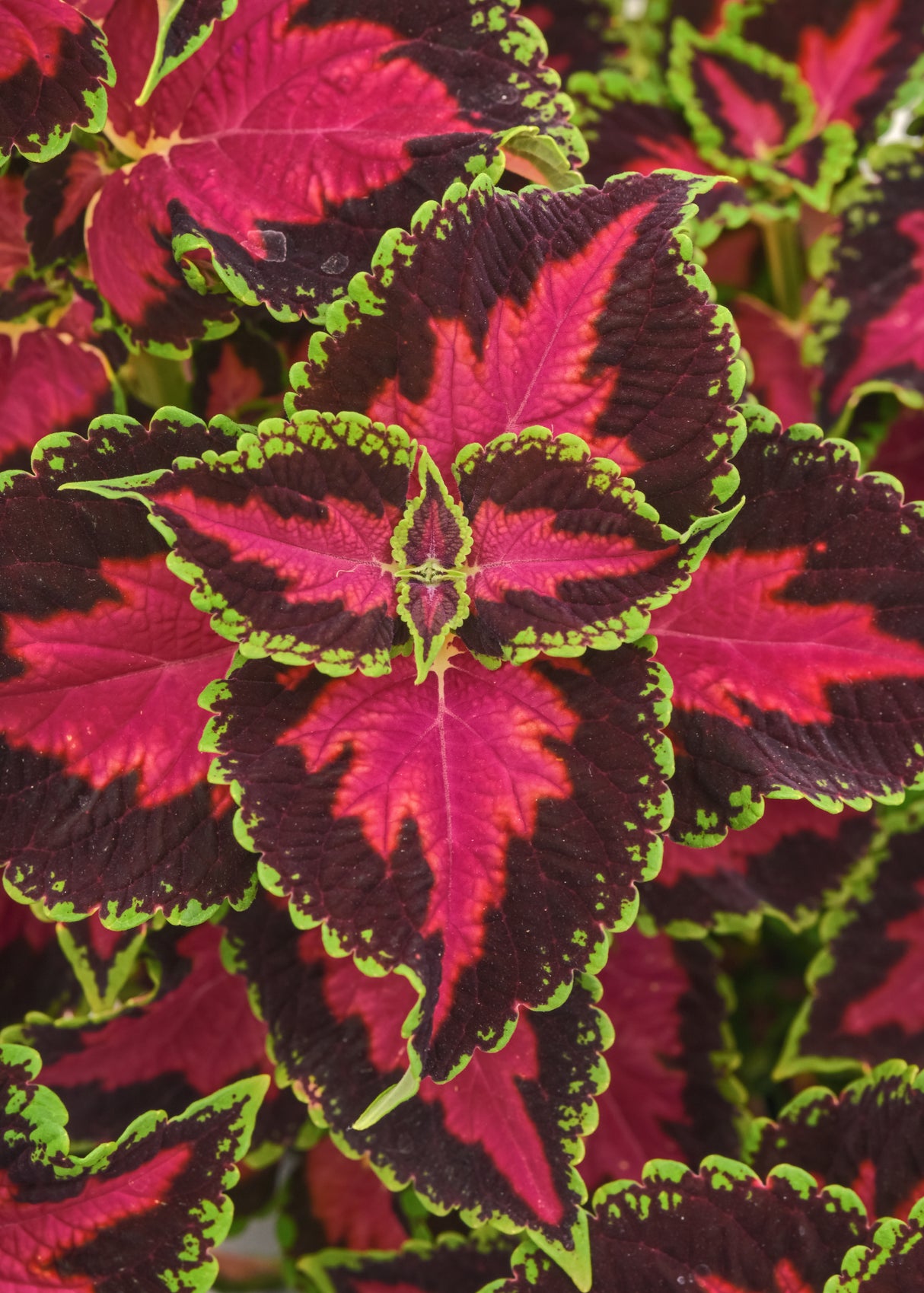 Coleus Ignite™ Heartbreaker