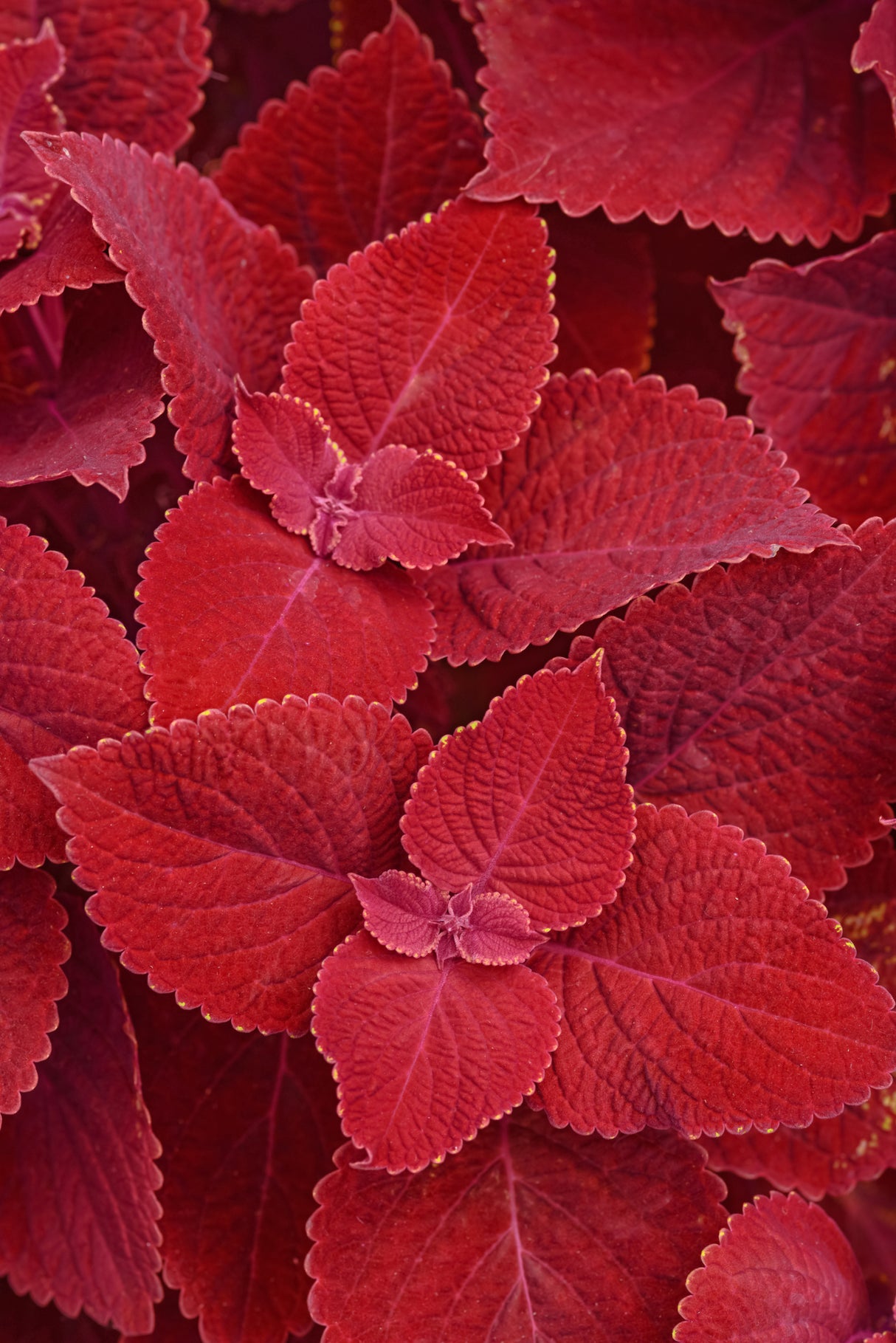 Coleus Ignite™ Rubby Slipper