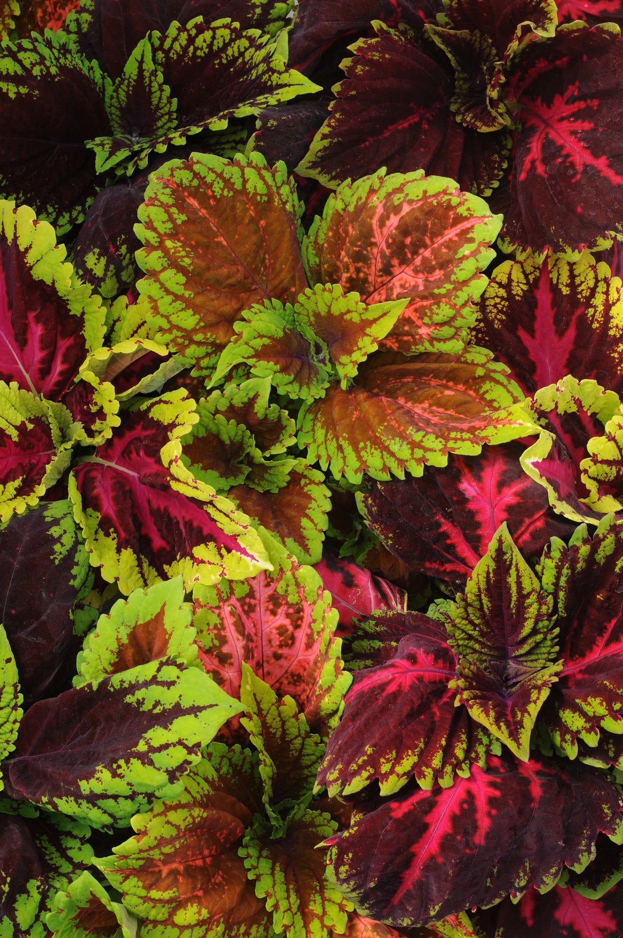 Coleus Kong® Empire Mix