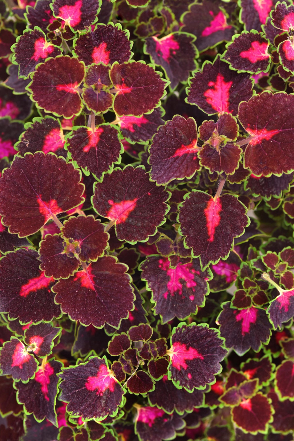 Coleus TrailBlazer™ Road Trip