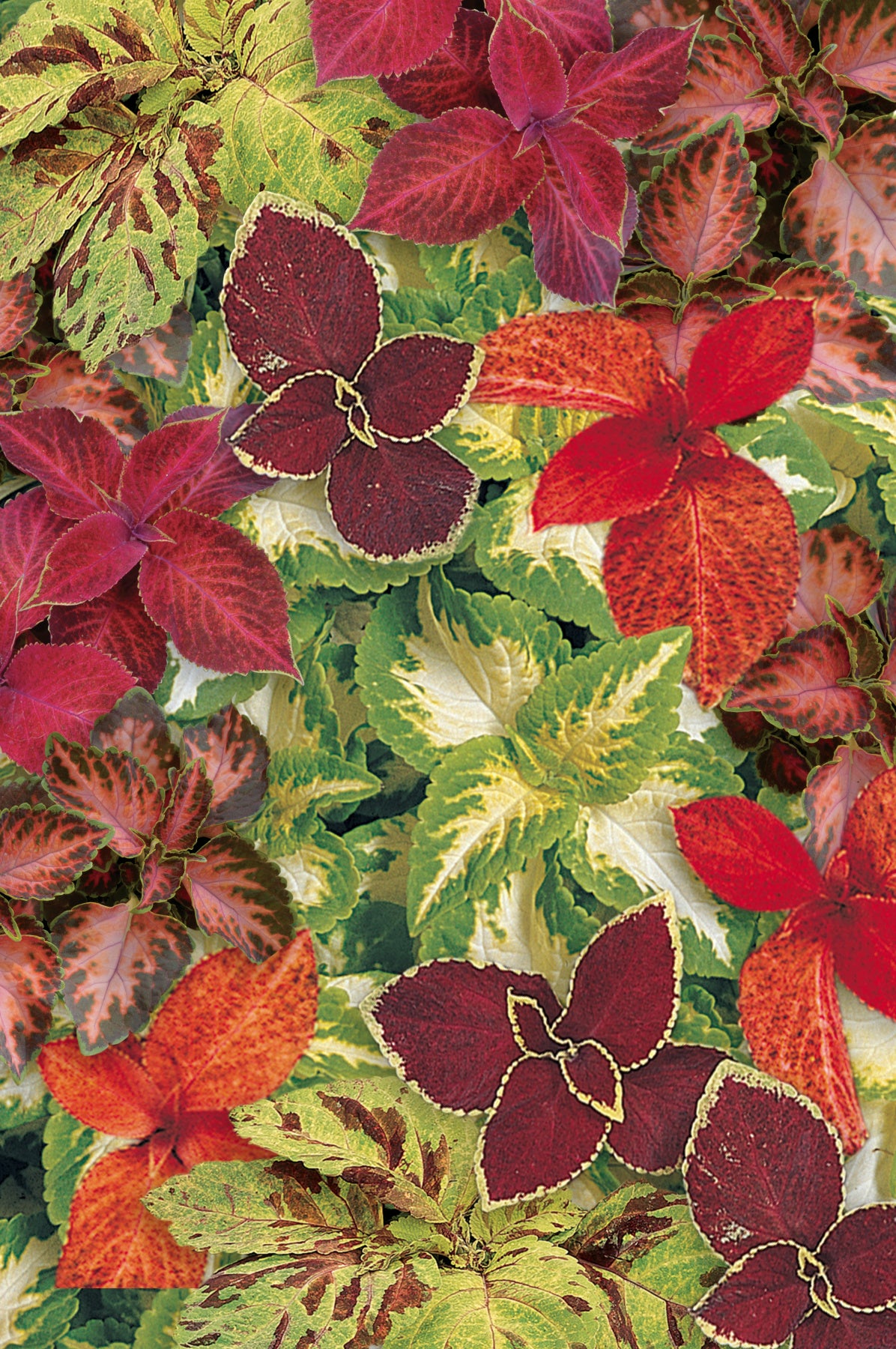 Coleus Wizard Select Mix